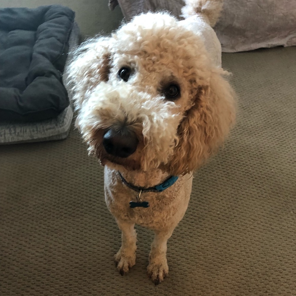 Meet your Posher, Alexis